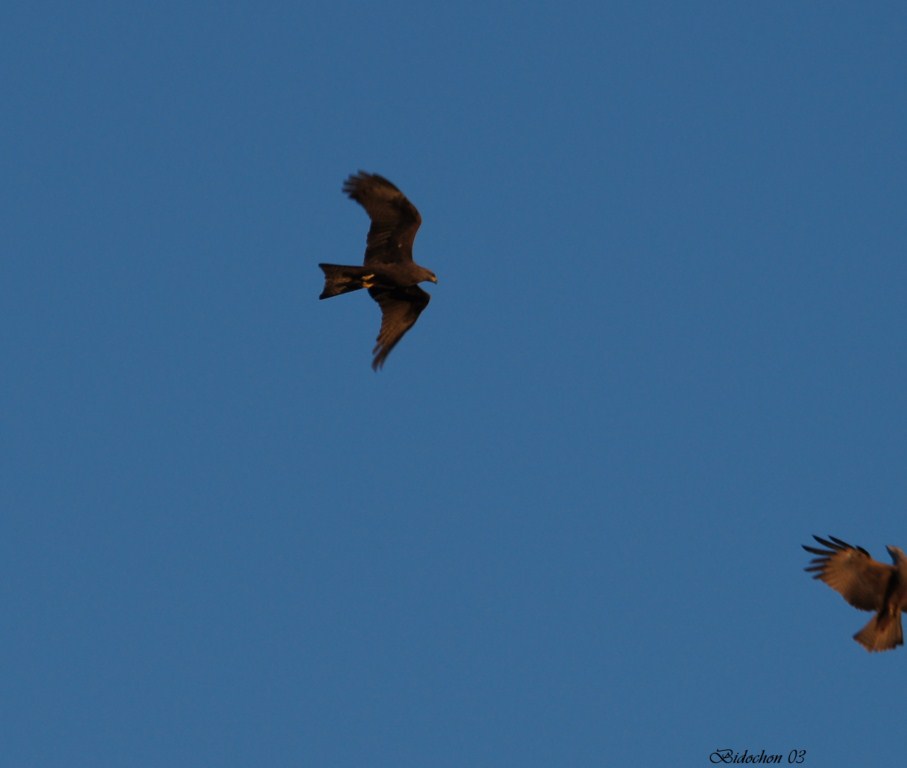Parade nuptiale de Milan Royal (220) [1024x768].JPG