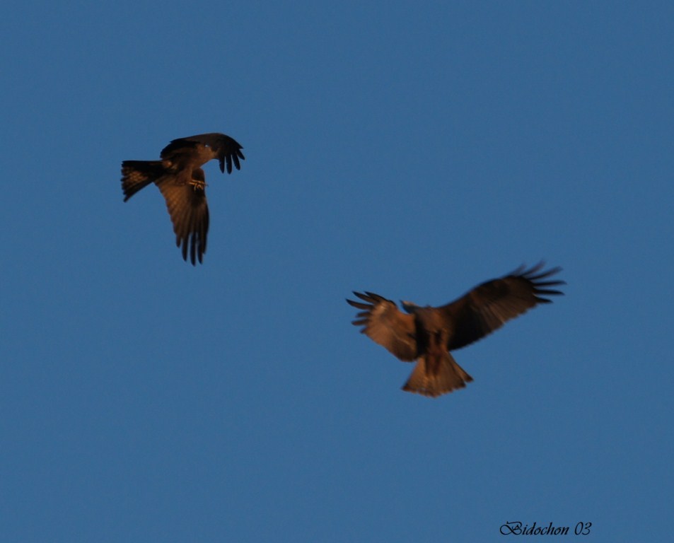 Parade nuptiale de Milan Royal (221) [1024x768].JPG