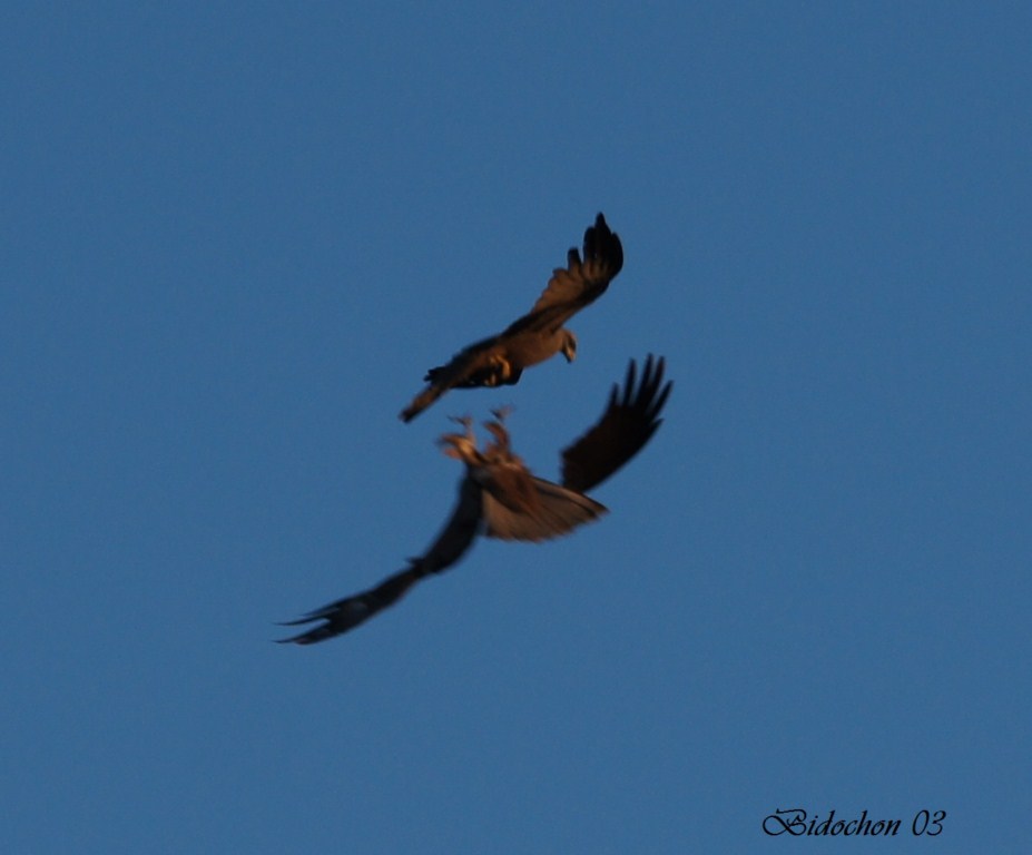 Parade nuptiale de Milan Royal (222) [1024x768].JPG