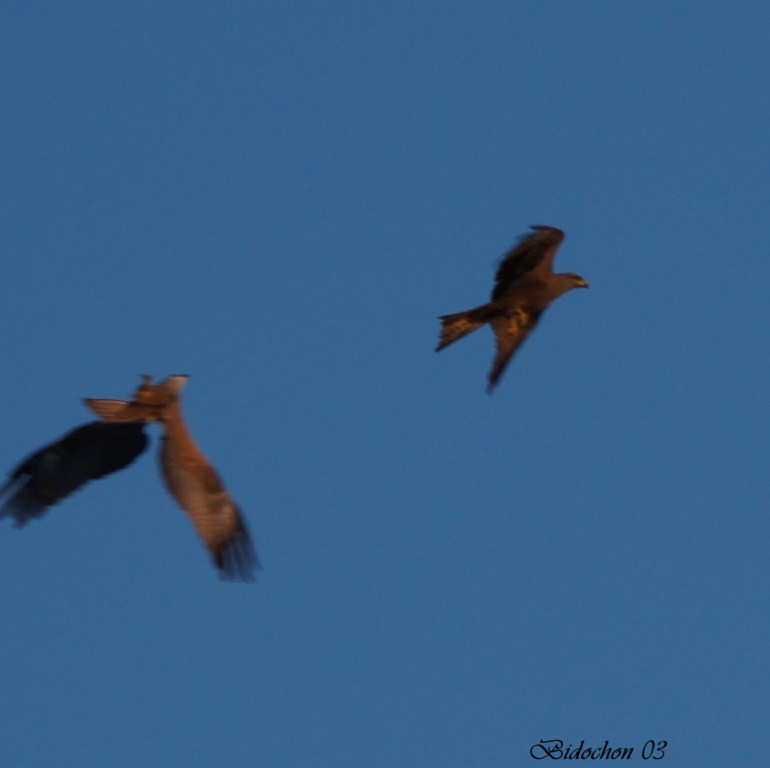 Parade nuptiale de Milan Royal (223) [1024x768].JPG