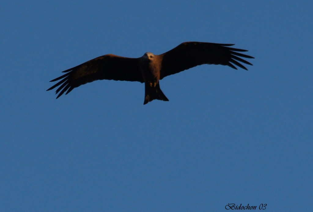 Parade nuptiale de Milan Royal (203) [1024x768].JPG