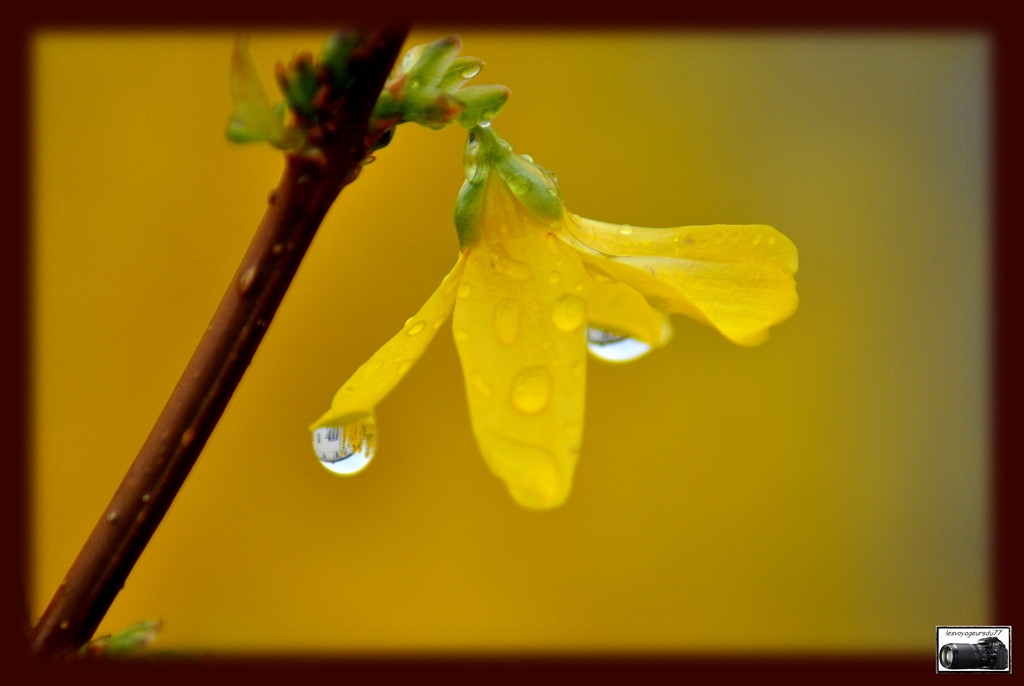 DSC.goutte [1024x768].jpg