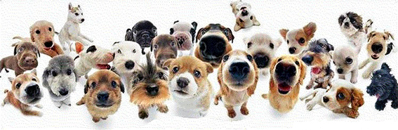 chiens.jpg