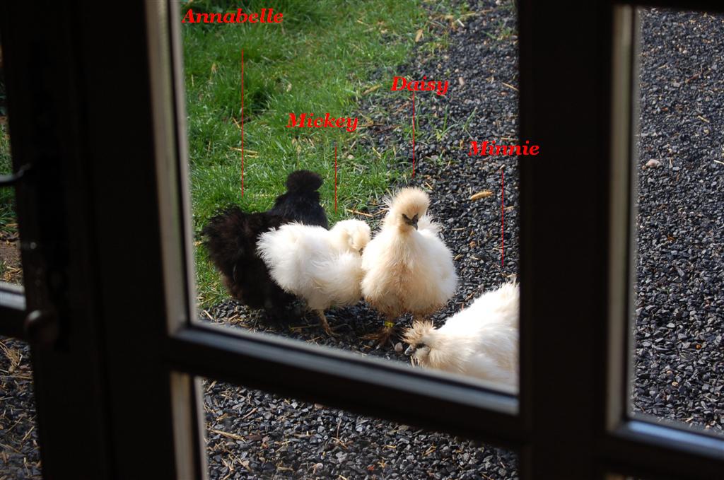 Altayrac 092 (Large).jpg