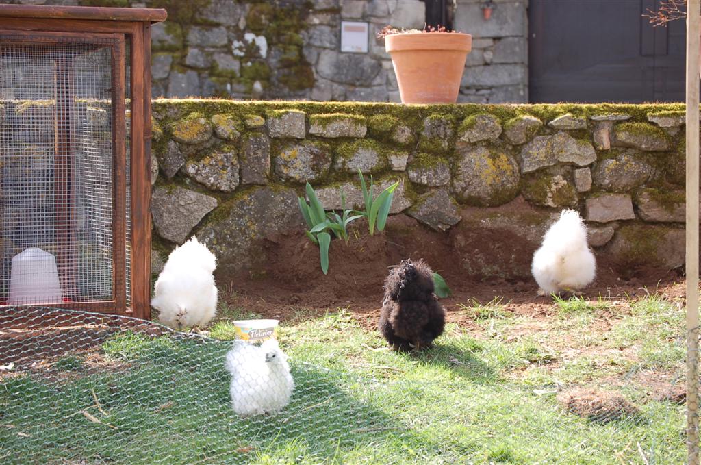 Altayrac 031 (Large).jpg