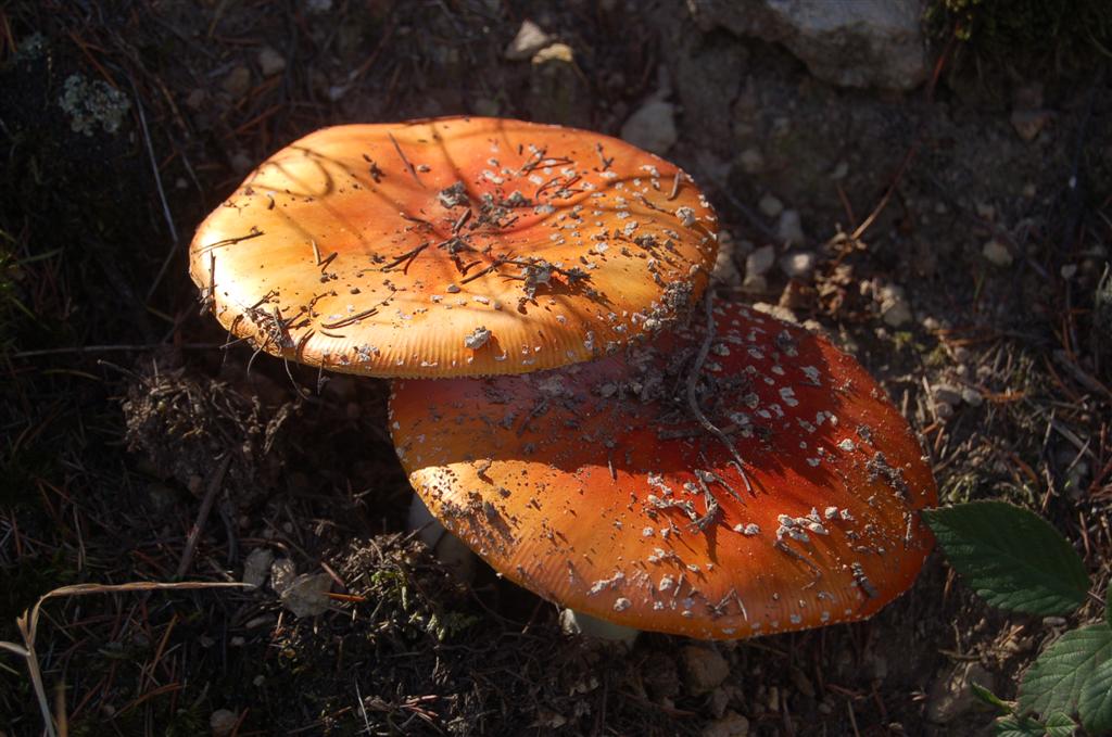 Altayrac 024 (Large).jpg