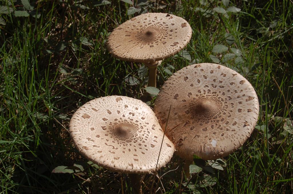 Altayrac 017 (Large).jpg