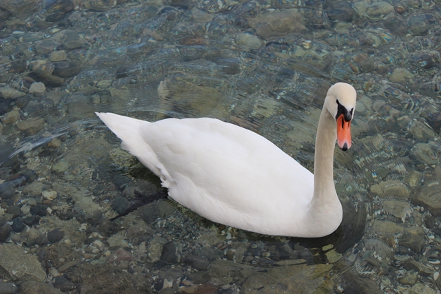 un cygne blanc