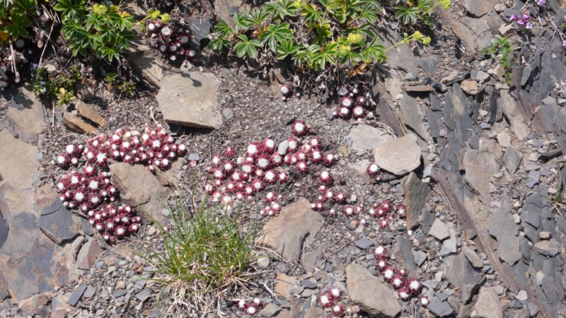 vacancesseynelesalpes2012 308.jpg