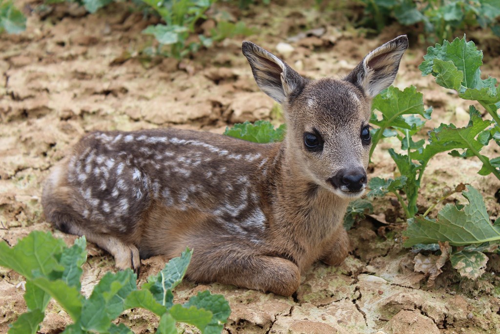 animaux 015 (Copier).JPG