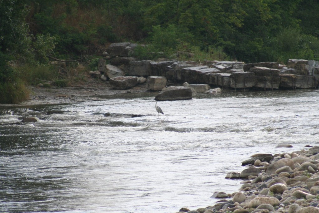 2013_07_12 ardèche 010.jpg