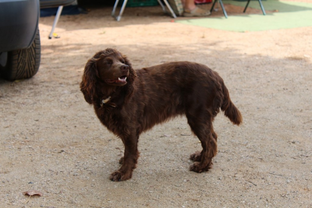 eribafestalbanya2013 277 (Copier).JPG