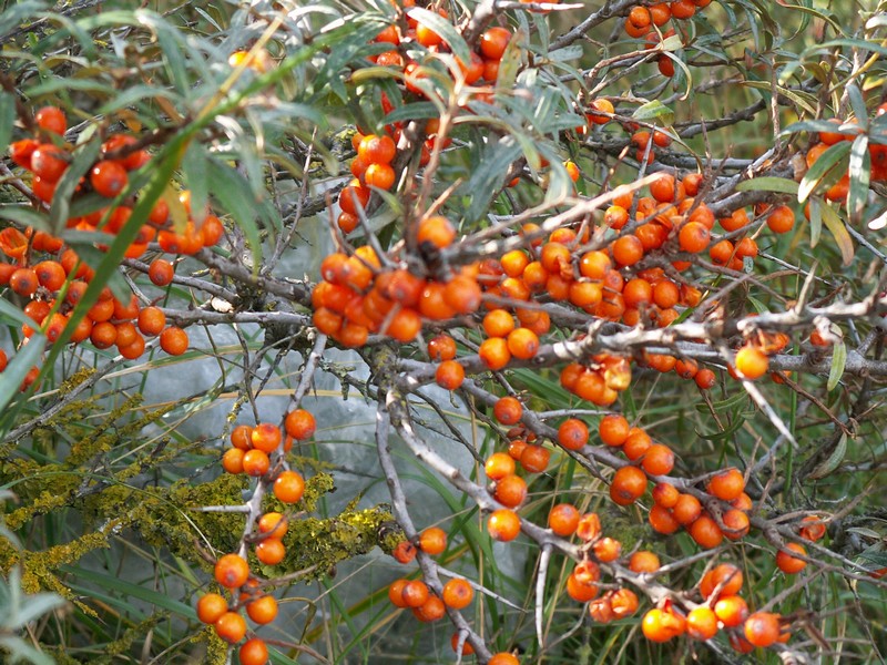 les fruits de saison