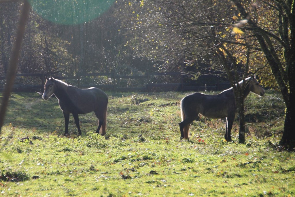MarcheMorvan101113 170 (Copier).JPG