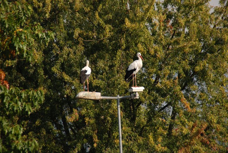 DSC_2894.JPG