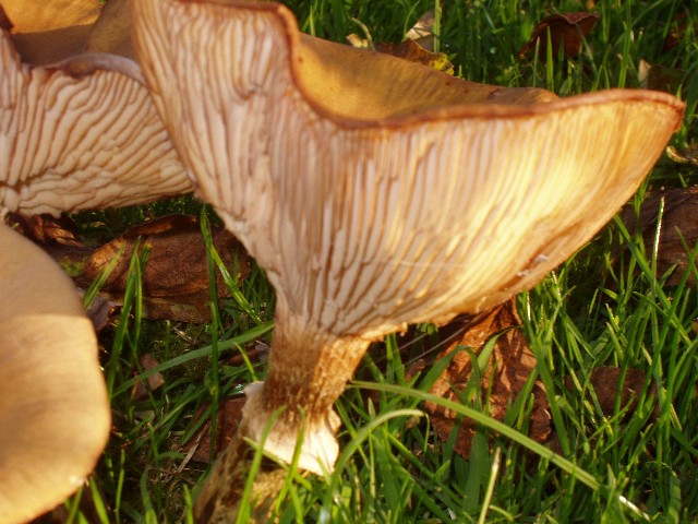 Sur l'herbe.JPG