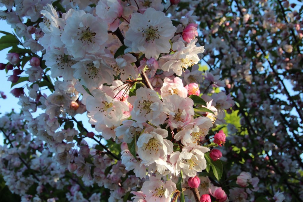 Puisaye forterre 012 (Copier).JPG