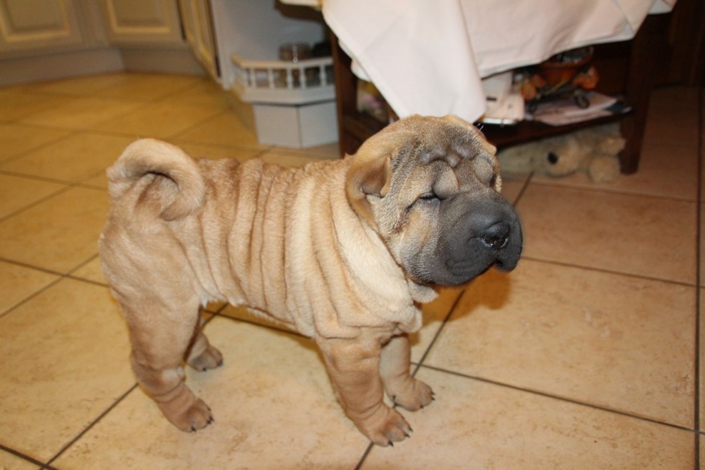 divers 435 (Copier).JPG