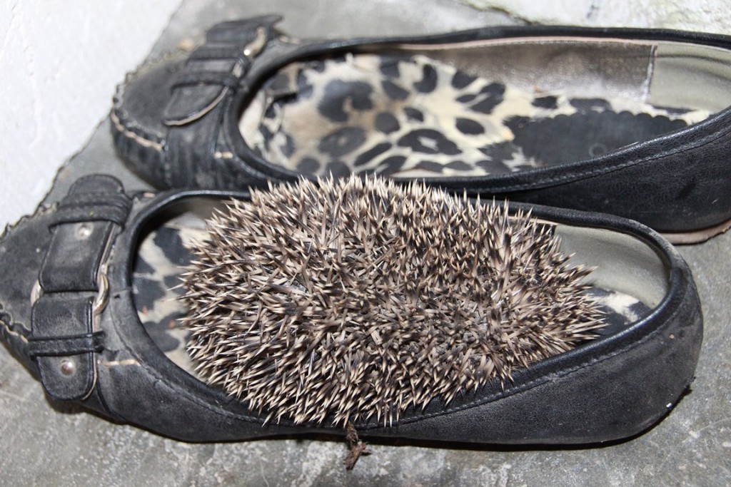 divers 497 (Copier).JPG