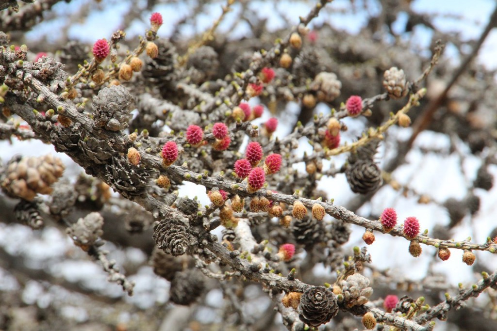 La clarée0514 472 (Copier).JPG