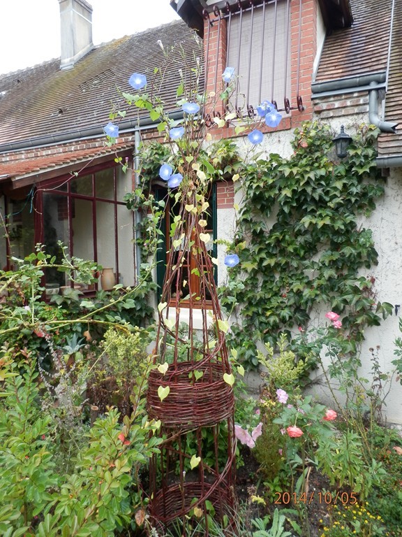 tontine et fleurs bleues