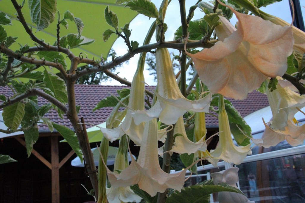 loireàvélo2014 489 (Copier).JPG