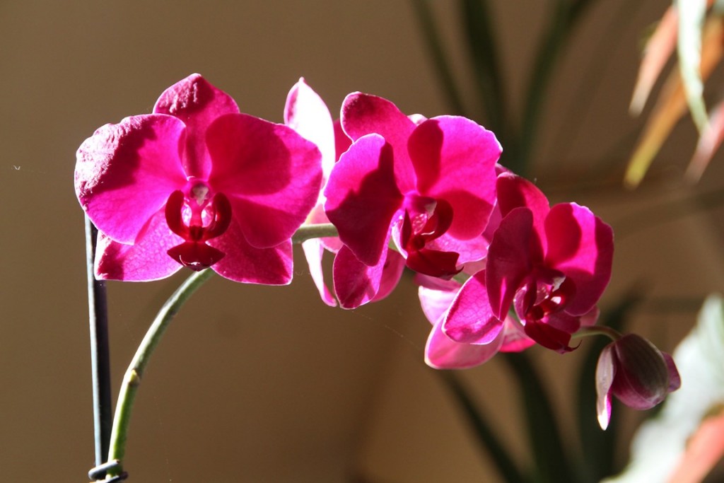 divers 599 (Copier).JPG