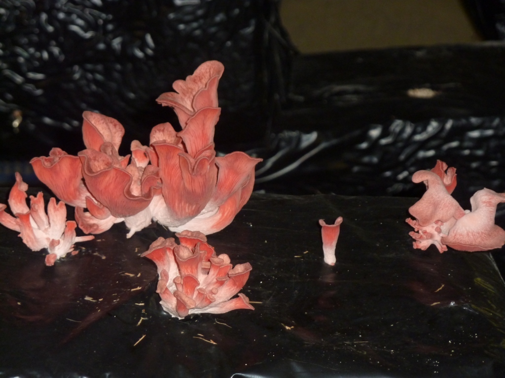 la champignonniere 1.JPG