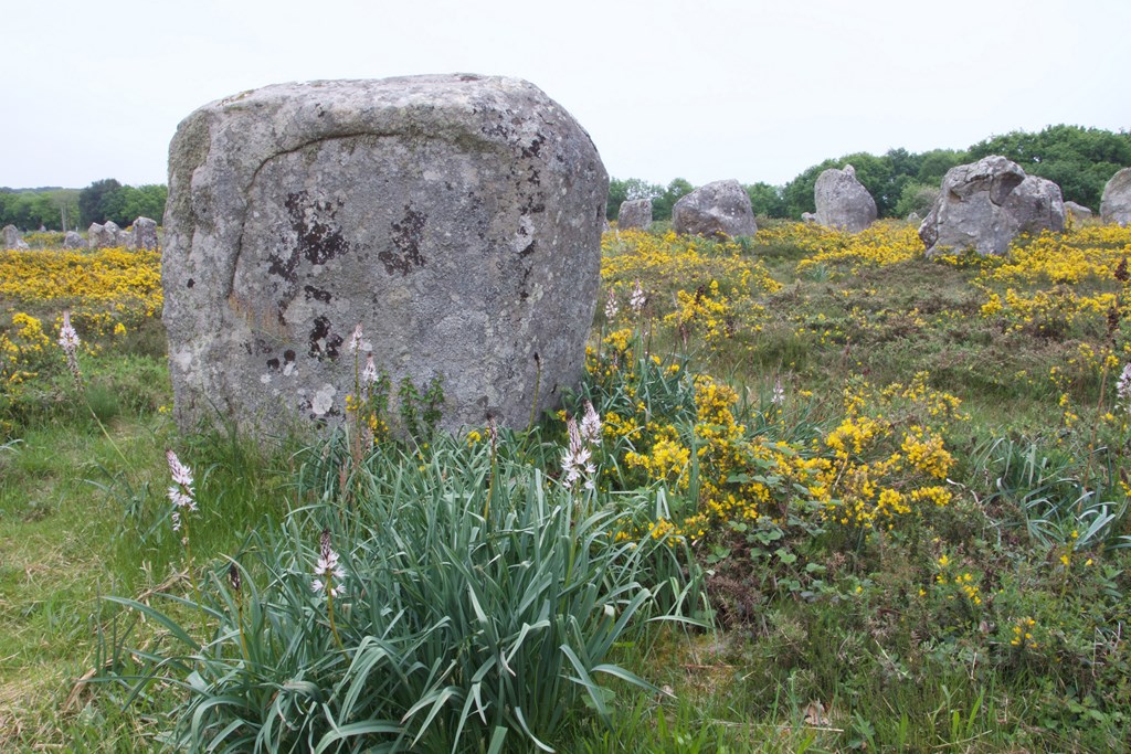 758810297 (Copier).jpg