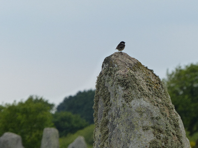 P1040535(1).JPG