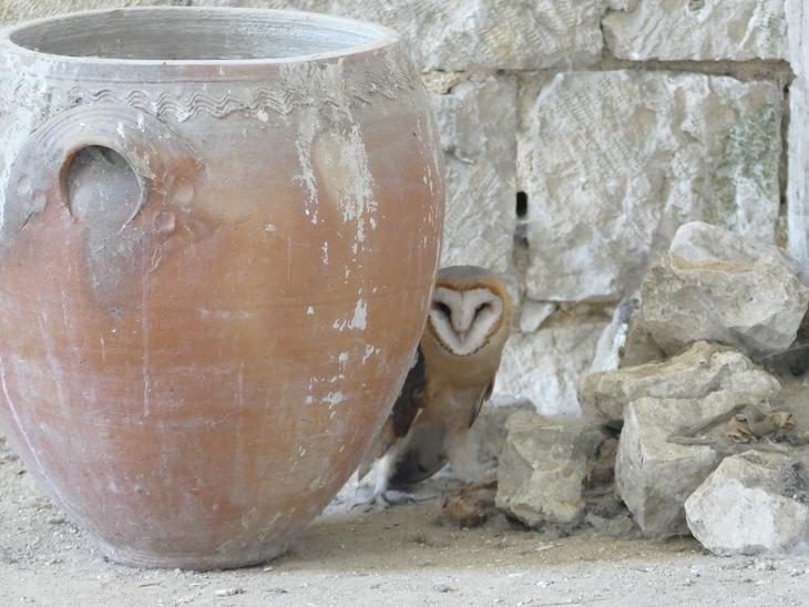 locataire de l'abbaye