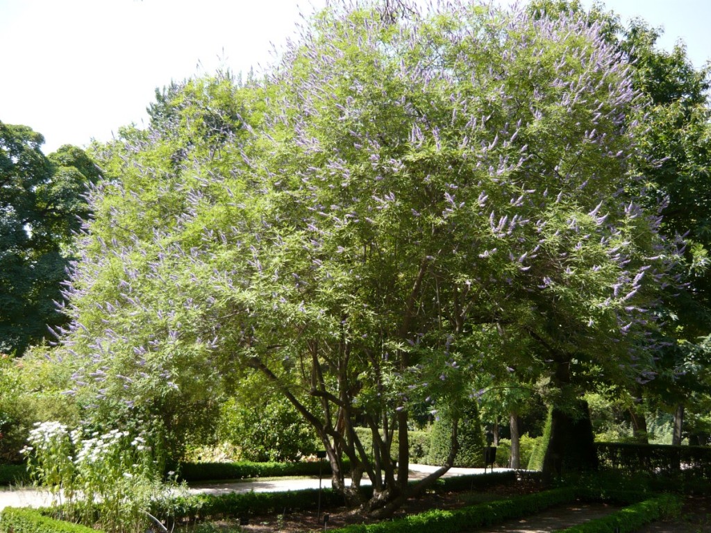 Vitex_agnus-castus_1 (Personnalisé).JPG