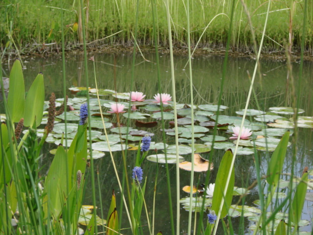 Le festival des jardins