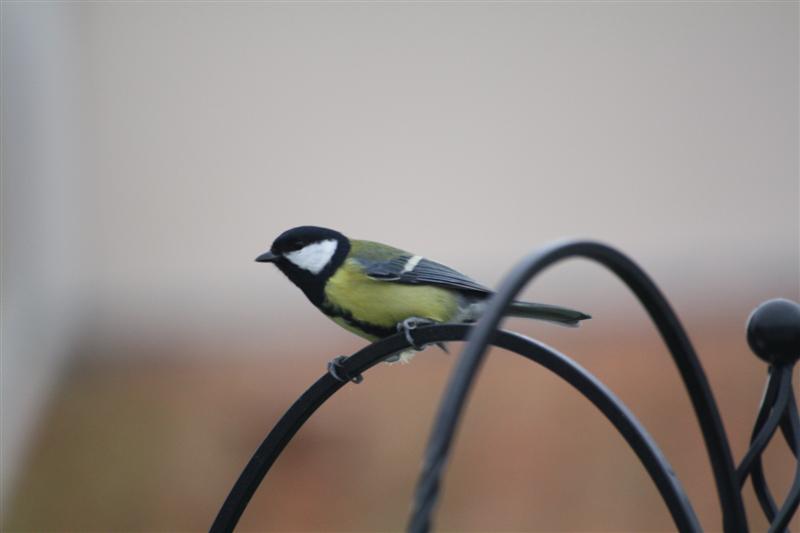 Mésange charbonnière