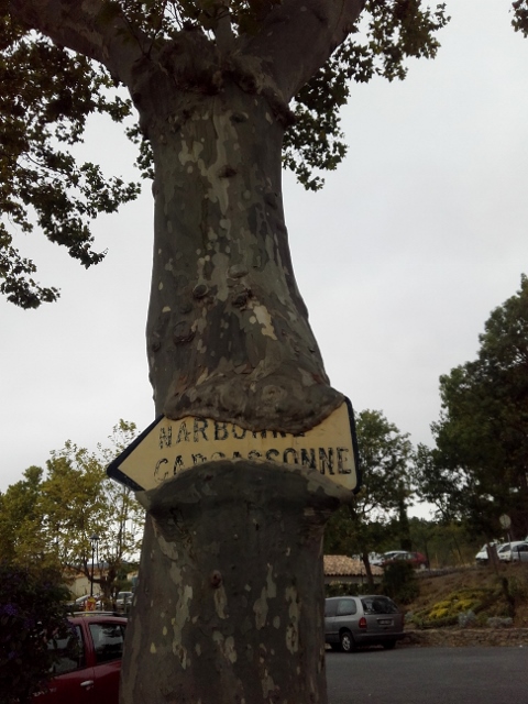 l'arbre mangeur de pancarte  :mdr1: