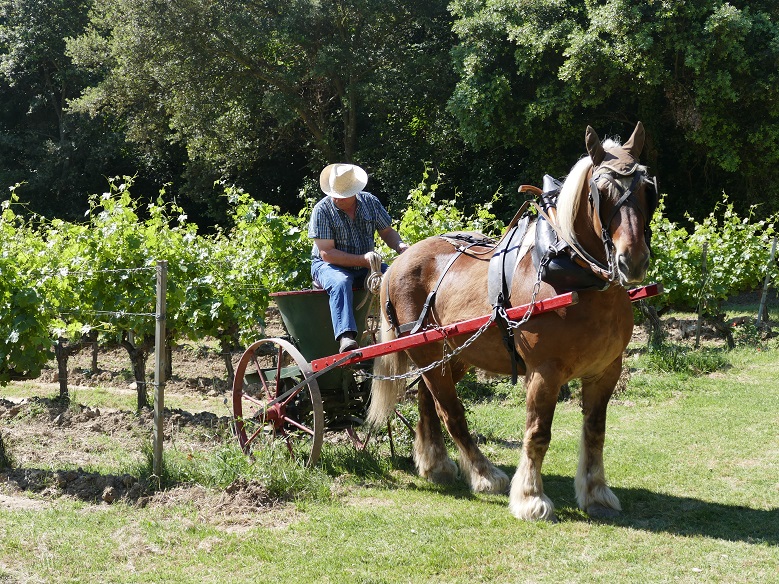 travail de la vigne bio .Tout au cheval .Démonstration et dégustation ...