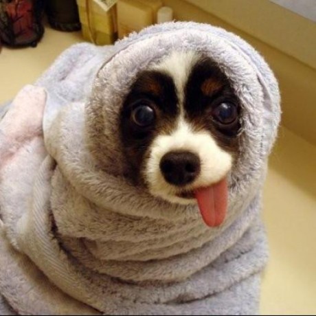 Chien heureux.jpg