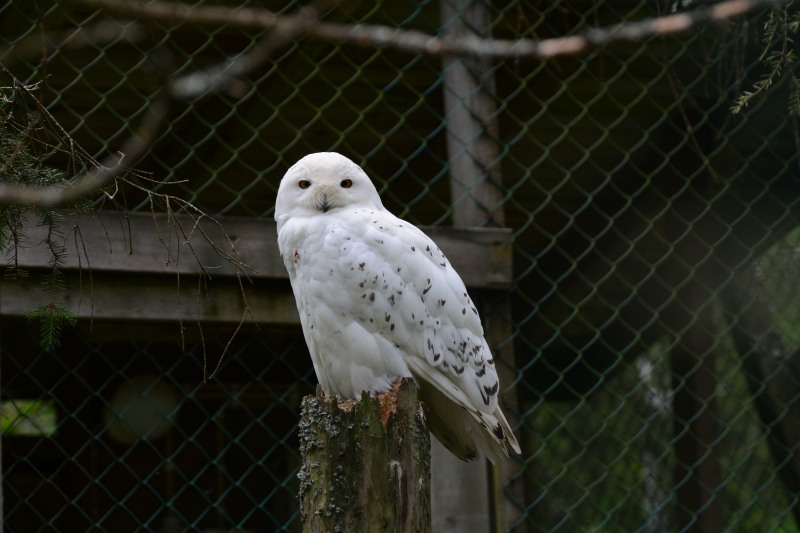P55.JPG