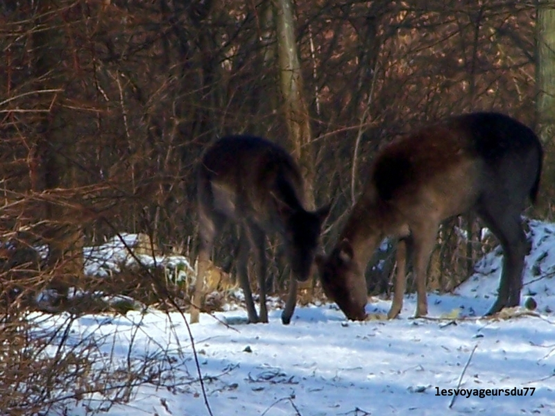 pas assez de zoom