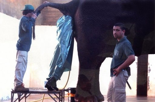 proctologue pour elephant.JPG
