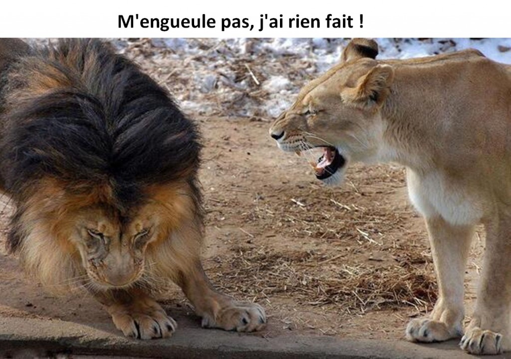 pas gueuler.jpg