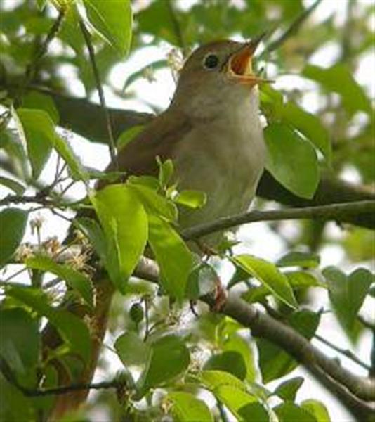 peu à peu l'oiseau fait son nid