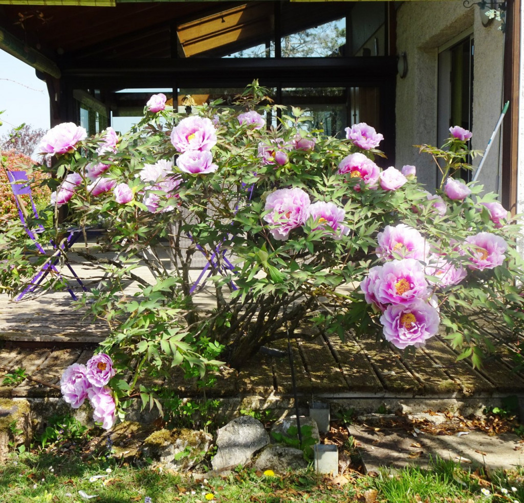 Pivoine en arbre