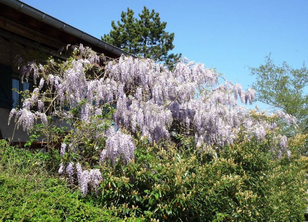 Glycine de Chine.....sans virus
