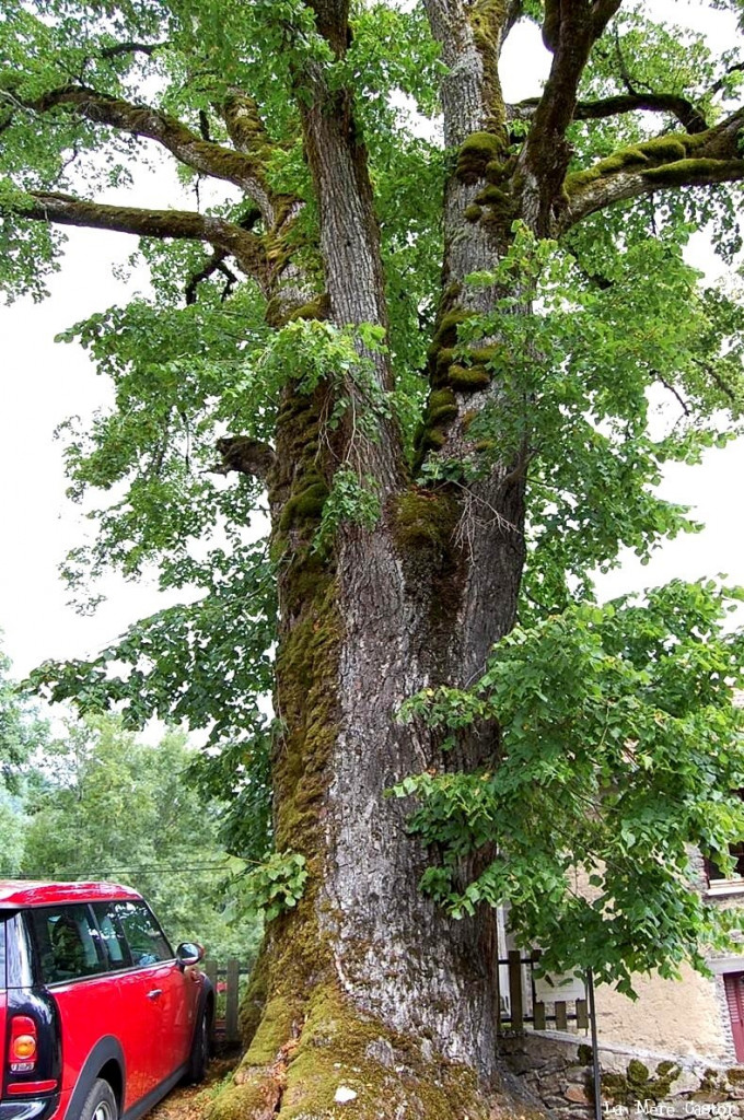 St Sauveur tilleul.jpg