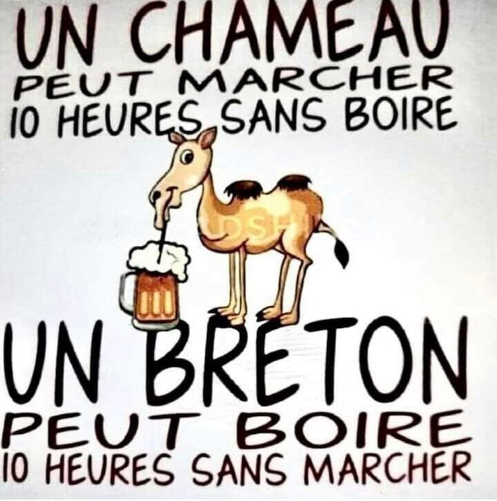 Chameau.jpg