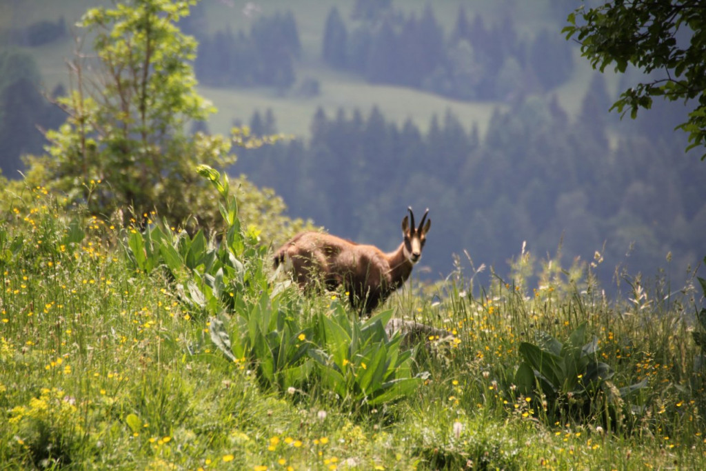 rencontre fortuite, au Château de Joux !!