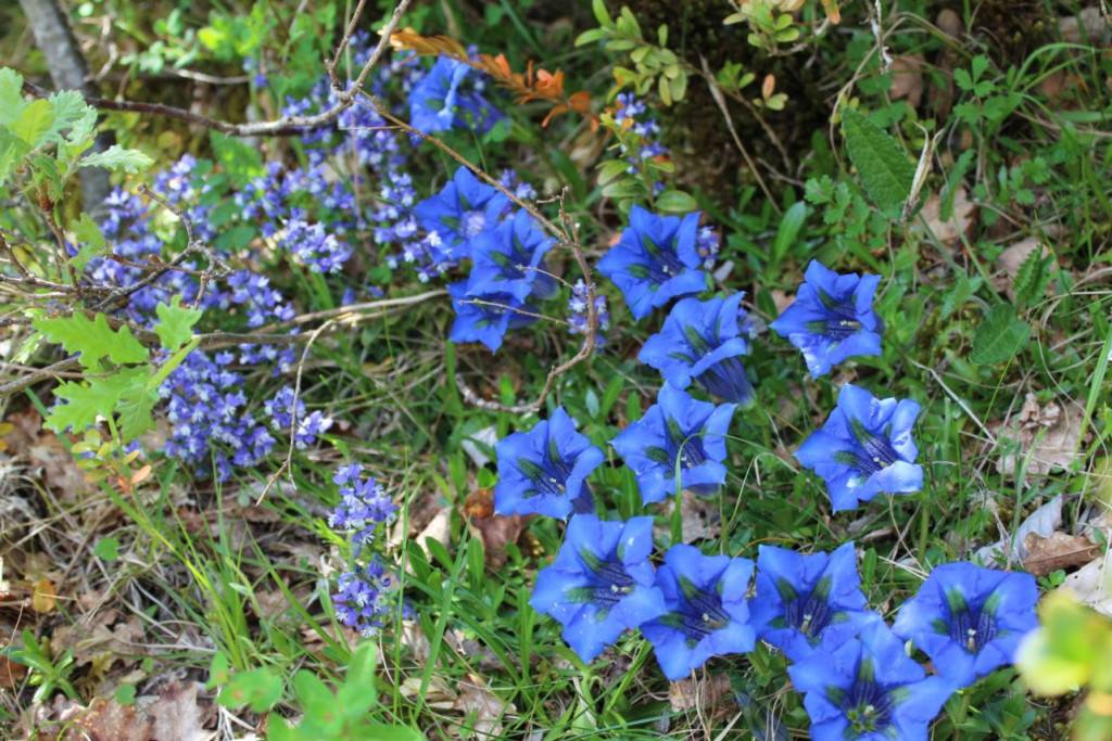 IMG_8156.JPG
