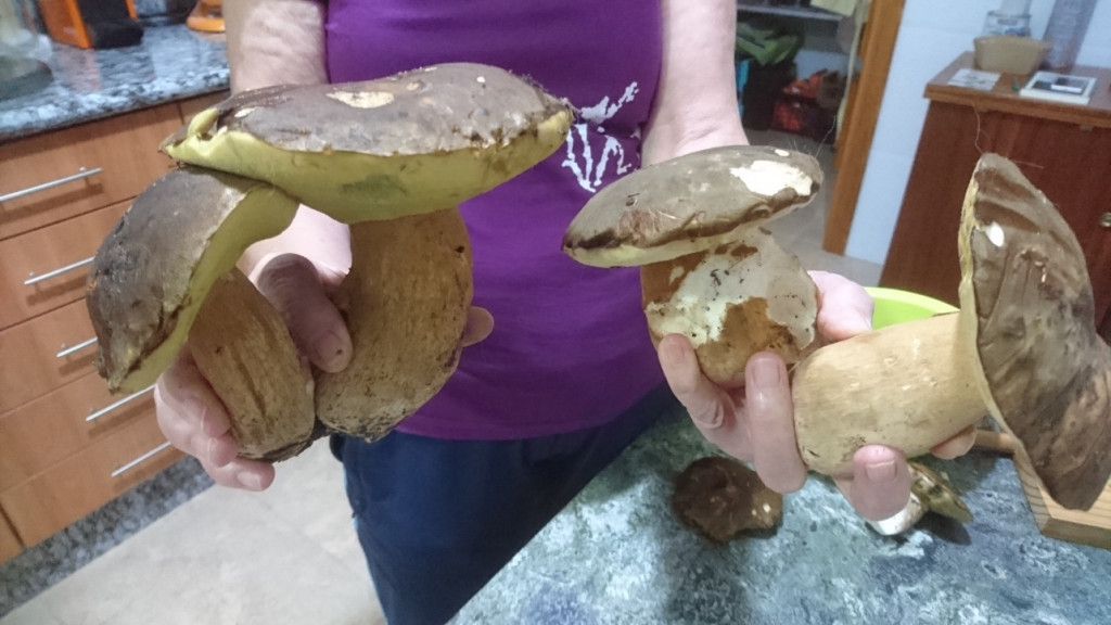 Ceps